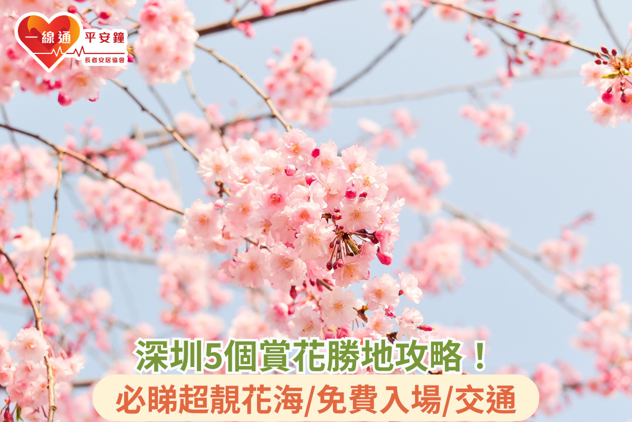 深圳春日好去處 | 5個賞花勝地攻略、必睇超靚花海、免費入場打卡